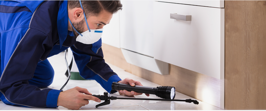 Rosamond pest xpert removal